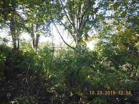 11377 Penrod (3)_m.jpg